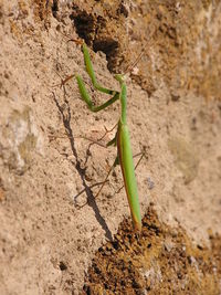 Close-up of insect on plant