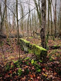 View of trees in forest