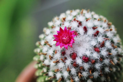Close-up of red flowering plant