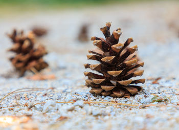 Pine cone on the ground with white stones. nature elements concept