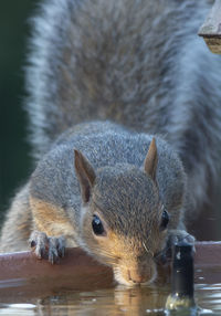 Close-up of squirrel