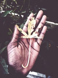 Close-up of hand holding leaf