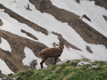 View of animal on snow covered field