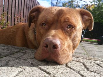 Close-up portrait of dog relaxing outdoors