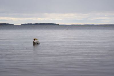 White swan on the baltic sea coast in finland