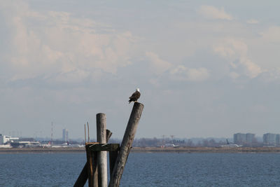 A bald eagle perched on a post over looking a bay