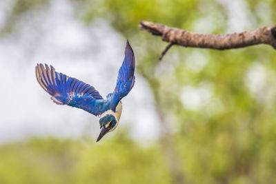 The collared kingfisher flying in nature