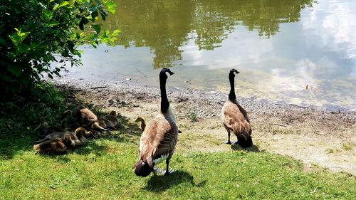 Flock of birds in a lake