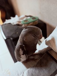 Close-up of bird on table