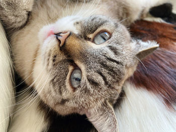 Close-up of a cat looking away