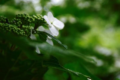 Close-up of raindrops on plant