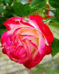 Close-up of flower