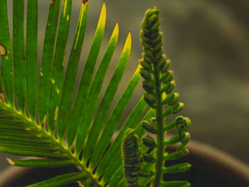 Close-up of fern leaves