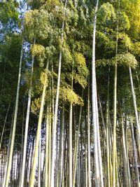 Low angle view of bamboo trees in forest