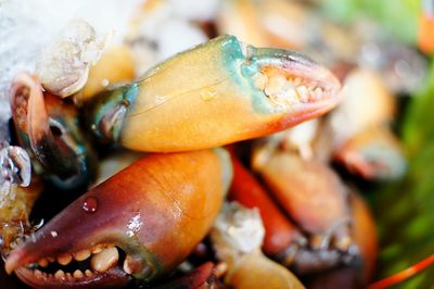 Close-up of seafood in plate