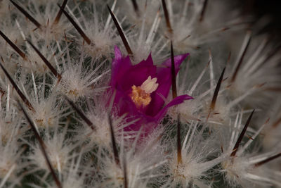 Close-up of flowers against blurred background
