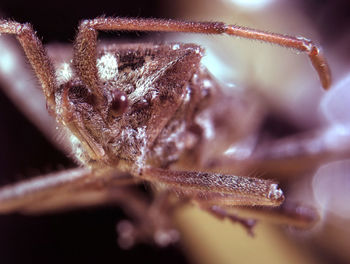 Close-up of spider