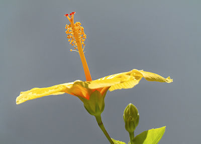 Close-up of yellow flowering plant