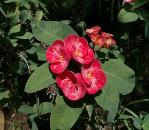 Close-up of pink flowers