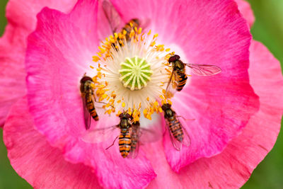 Close-up of hoverflies pollinating on pink poppy flower