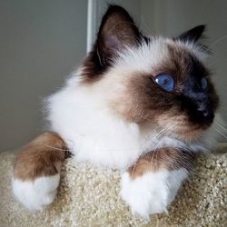 Close-up portrait of kitten sitting