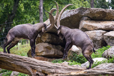 View of a capricorns fighting on rock