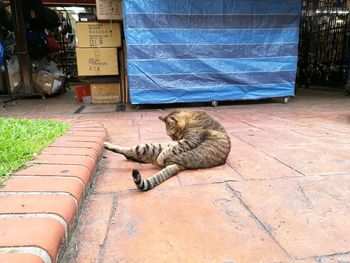 Cat sitting outdoors