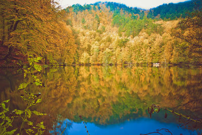 Reflection of trees on lake during autumn