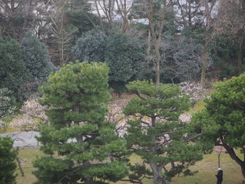 Trees in forest