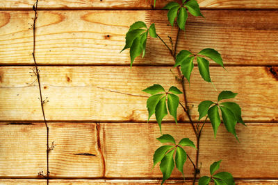 Close-up of ivy on wooden wall