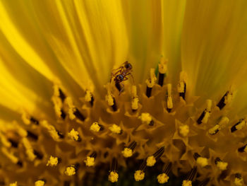 Close-up of bee pollinating on yellow flower