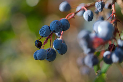 Close-up of berries growing on plant