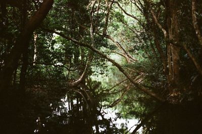Low angle view of trees in forest