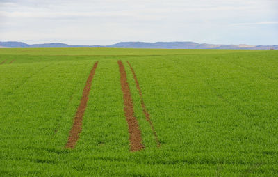 Scenic view of agricultural field against sky