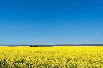 Rapeseed field against blue sky