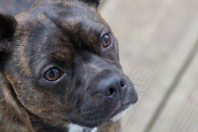 Close-up portrait of dog looking away