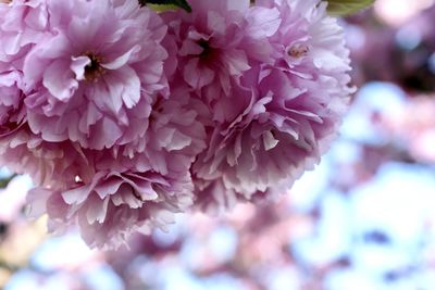 Close-up of pink flowering plant