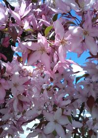 Low angle view of pink flowers on branch