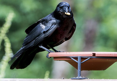 Close-up of bird perching on railing