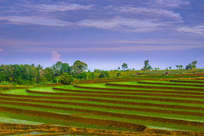 Scenic view of agricultural field against sky