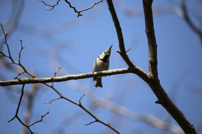 Low angle view of bird perching on branch