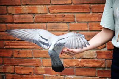 Side view of a bird flying against brick wall