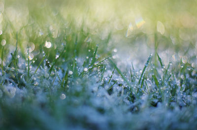 Close-up of water drops on grass in field