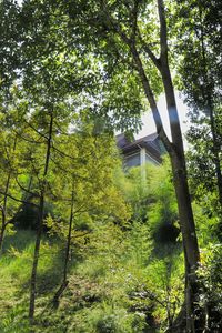 Low angle view of trees against sky