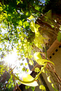 Low angle view of flowering tree and leaves