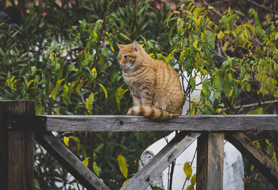 Cat standing in a fence