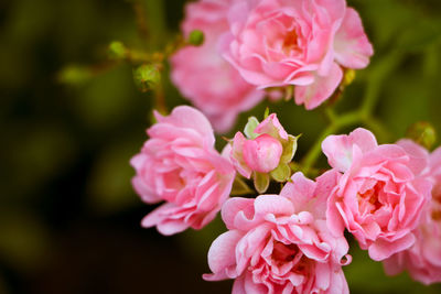 Close-up of pink flowers blooming outdoors