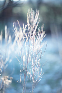 Close-up of wilted plant during winter