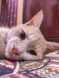 Close-up portrait of a cat at home