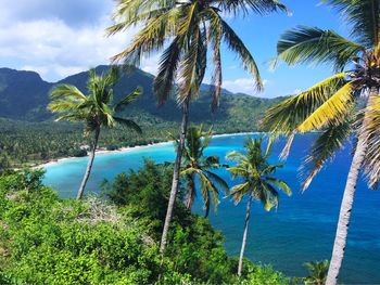 Palm trees on grassy field against clear blue sky